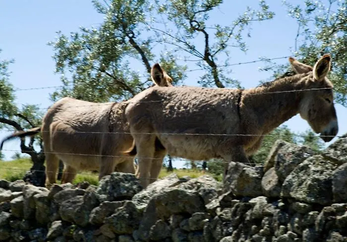Complejo Penafiel Apartment *